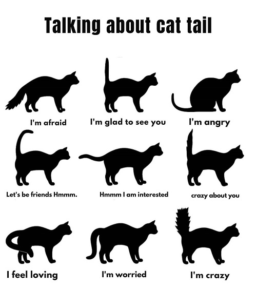 cat tails.jpg